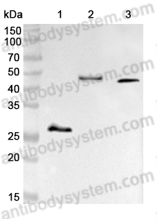 Anti-GST Tag Antibody (N100/13.1)